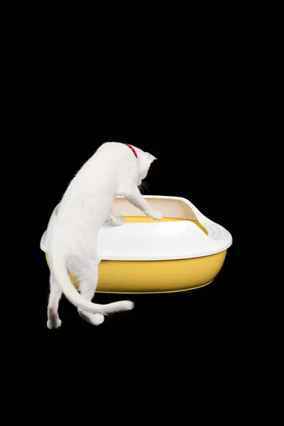 White Cat Litter Sand Box Black Background — Fotografia de Stock