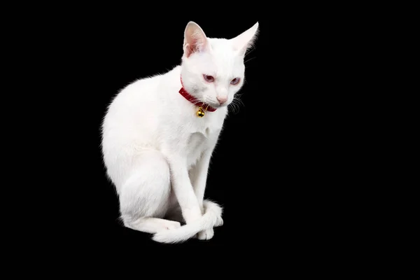 Siamese White Cat Black Background Thai Domestic Cat Very Cute — Photo