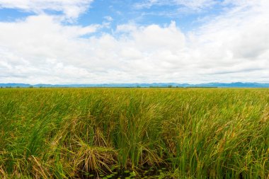 Khao Sam Roi Yod Ulusal Parkı, Tayland 'da yetişmiş güzel tifa bitkileri..