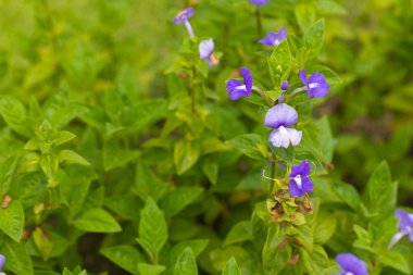 Mavi Hawaii, Brezilya Aslanağzı ya da Amazon Mavi Bitkisi.