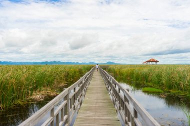 Khao Sam Roi Yod Ulusal Parkı 'ndaki Nilüfer Gölü' ndeki Tahta Köprü 'nün güzel manzarası..