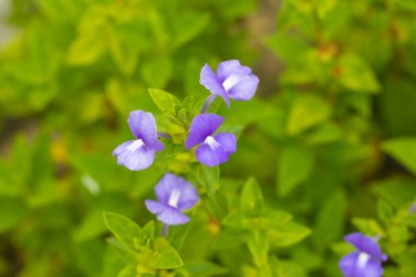 Mavi Hawaii, Brezilya Aslanağzı ya da Amazon Mavi Bitkisi.