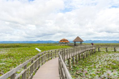Khao Sam Roi Yod Ulusal Parkı 'ndaki Nilüfer Gölü' ndeki Tahta Köprü 'nün güzel manzarası..