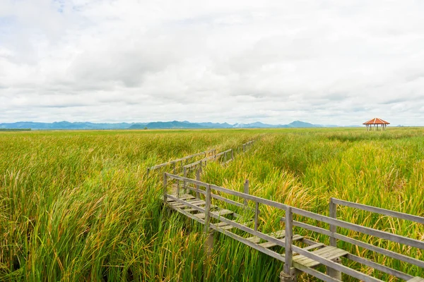 Gyönyörű Kilátás Nyílik Wooden Bridge Lótusztavon Khao Sam Roi Yod — Stock Fotó