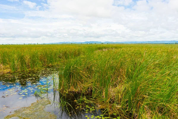 Gyönyörű Túlburjánzott Typha Növények Khao Sam Roi Yod Nemzeti Park — Stock Fotó