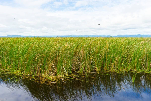 Gyönyörű Túlburjánzott Typha Növények Khao Sam Roi Yod Nemzeti Park — Stock Fotó