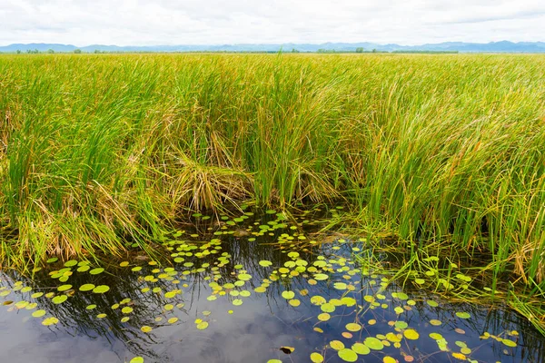 Gyönyörű Túlburjánzott Typha Növények Khao Sam Roi Yod Nemzeti Park — Stock Fotó