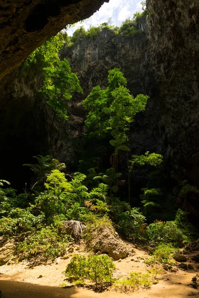 Luz Que Brilla Través Los Árboles Desde Alto Dentro Cueva —  Fotos de Stock