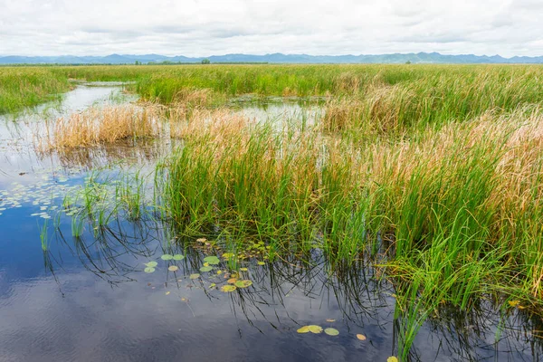 Gyönyörű Túlburjánzott Typha Növények Khao Sam Roi Yod Nemzeti Park — Stock Fotó