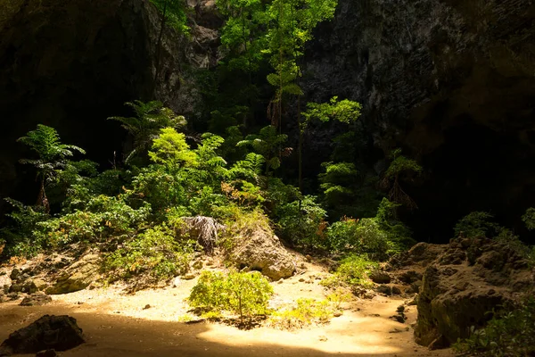 Prachuap Khiri Khan Tayland Daki Phraya Nakhon Mağarası Nda Ağaçların — Stok fotoğraf