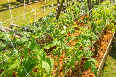 Bahçede yetişen üzüm yaprakları