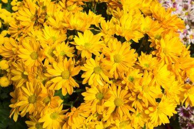 Güzel kasımpatılar, çiçekler, bahar çiçekleri