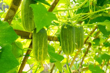 Bahçede yetişen yeşil salatalıklar..