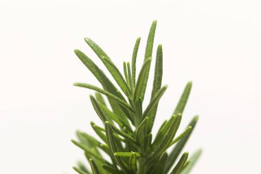 Biberiye Ağacı beyaz arkaplanda saksıda