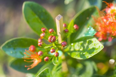 Altın Penda 'nın çiçek tomurcuğu, Expo Gold. Bilimsel adı - Xanthostemon chrysanthus