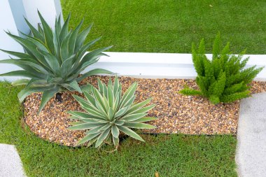 Agave tekilana bitkisi bahçede.