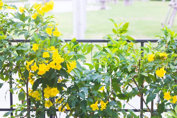 Sarı Elder, Altın sarısı trompet çiçeği, Ellow Elder, Trompet çalısı, Tecoma stans doğa bahçesinde.