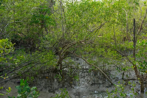 Las Namorzynowy Zielonymi Liśćmi Tle — Zdjęcie stockowe