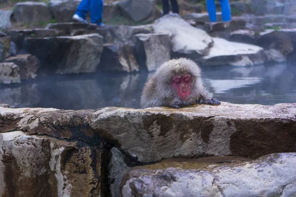 Macaco Neve Japonês Macaque Fonte Termal Onsen Jigokudan Monkey Park — Fotografia de Stock