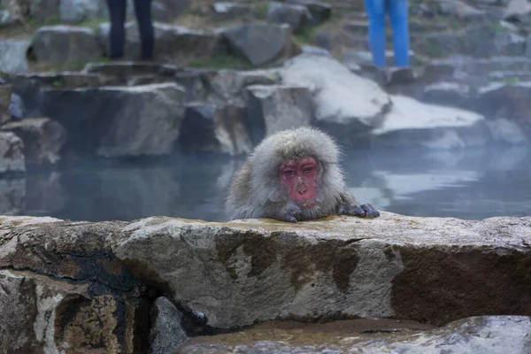 Macaco Neve Japonês Macaque Fonte Termal Onsen Jigokudan Monkey Park — Fotografia de Stock