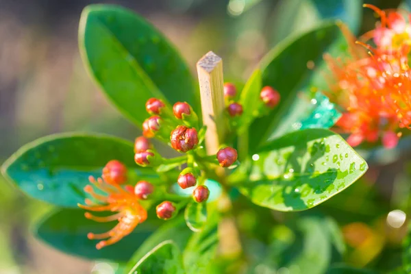 Blütenknospe Der Goldenen Penda Expo Gold Wissenschaftlicher Name Xanthostemon Chrysanthus — Stockfoto