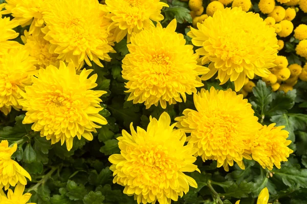 Fiori Crisantemo Giallo Giardino — Foto Stock