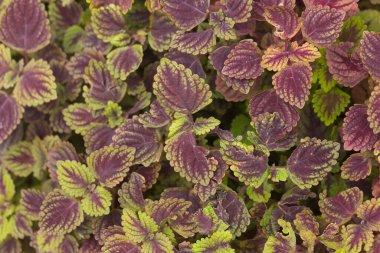 Koleus çiçeğine yakın çekim ya da bahçede açan ısırgan otu çiçeğine. Güzel yapraklar arka plan.