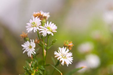 Bahçede beyaz çiçekler