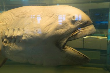 Akvaryumdaki megamouth köpekbalığı (Megachasma pelagios). 