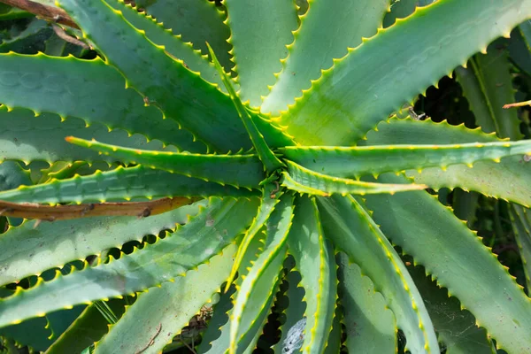 Nahaufnahme Einer Aloe Pflanze — Stockfoto