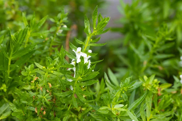 Nahaufnahme Grüner Pflanzen Mit Blättern Und Weißen Blüten — Stockfoto