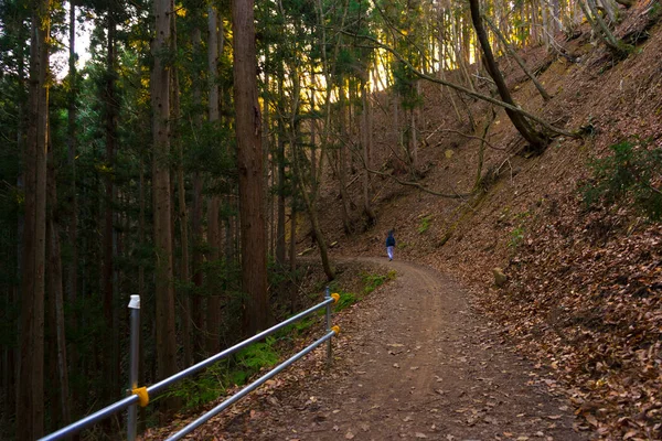 Turistická Stezka Zelenými Stromy Horami — Stock fotografie
