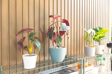 Güzel botanik fotoğrafı, doğal duvar kağıdı.