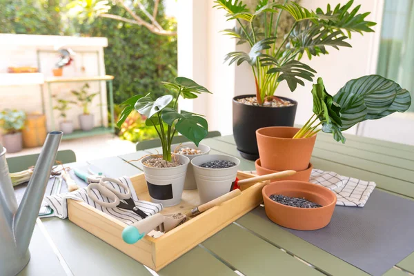 Plantas Vaso Mesa Livre — Fotografia de Stock