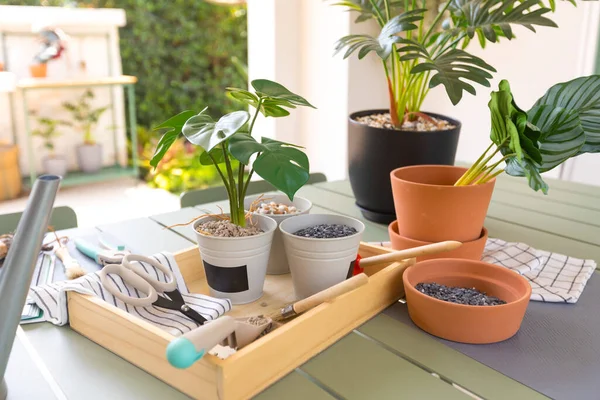 Plantas Vaso Mesa Livre — Fotografia de Stock