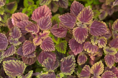 Bahçede koleus çiçeğinin (ya da boyalı ısırgan otu çiçeğinin) yakın çekimi çiçek açmaktadır. Güzel yapraklar arka plan.