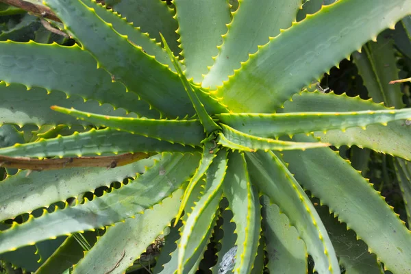 Closeup Aloe Plant — Stock Photo, Image