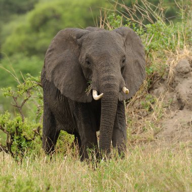 Afrika Fili 'nin (bilimsel adı: Loxodonta africana, veya Swaheli dilinde 