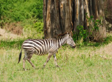Burchell 'in Zebra veya Boehm zebrasının (bilimsel adı: Equus burchelli, alt türü: Equus burchelli boehmi veya Swaheli dilinde 