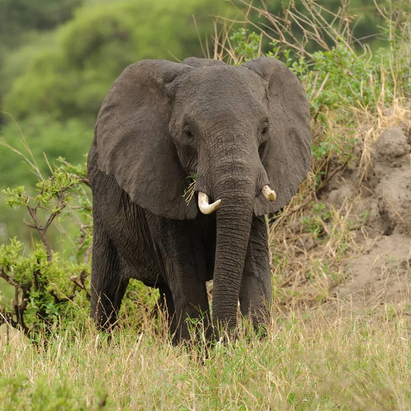 Primer Plano Del Elefante Africano Nombre Científico Loxodonta Africana Tembo —  Fotos de Stock