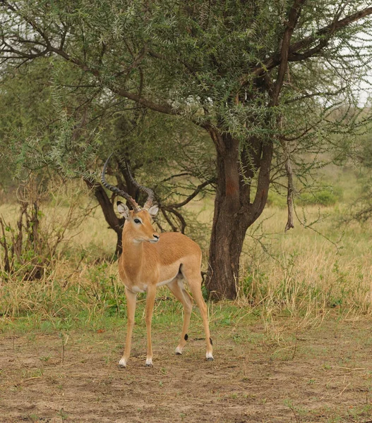 Closeup Impala Nome Científico Aepyceros Melampus Swala Pala Swaheli Imagem — Fotografia de Stock