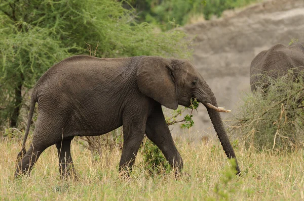 아프리카 코끼리의 Loxodonta Africana Swaheli Tembo 탄자니아 공원에 사파리에서 — 스톡 사진