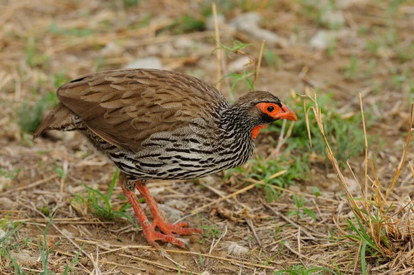 Tarangire Milli Parkı Nda Yiyecek Arayan Kırmızı Boyunlu Spurfowl Veya — Stok fotoğraf