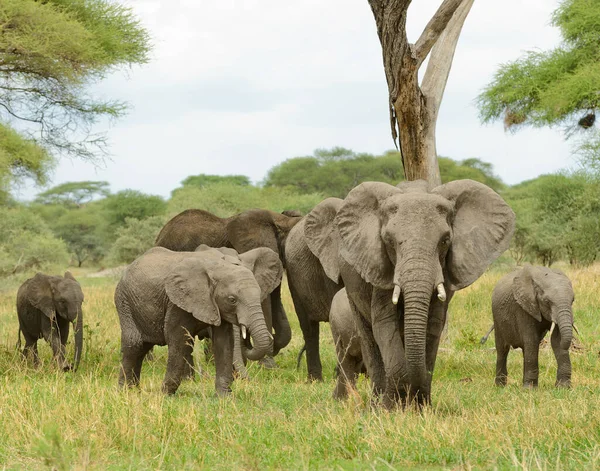 アフリカゾウの閉鎖 Loxodonta Africana スワヒリ語で テンボ タンザニアのタランジェ国立公園にあるサファリで撮影された画像 — ストック写真