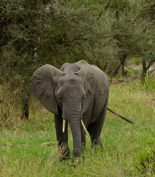 Primer Plano Del Elefante Africano Nombre Científico Loxodonta Africana Tembo —  Fotos de Stock