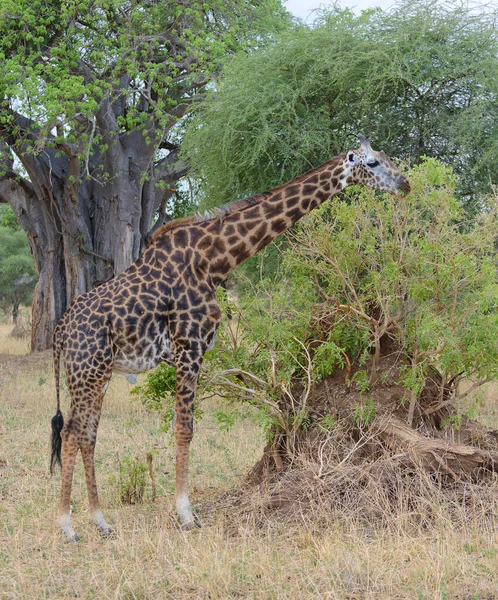 Крупный План Масаи Жирафа Научное Название Giraffa Camelopardalis Tippelskirchi Твига — стоковое фото