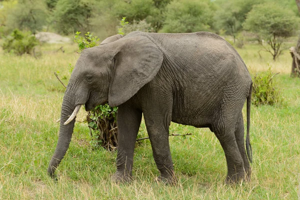 Zbliżenie Słonia Afrykańskiego Nazwa Naukowa Loxodonta Africana Lub Tembo Suaheli — Zdjęcie stockowe