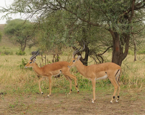 임팔라의 Aepyceros Melampus Swaheli Swala Pala 탄자니아 공원에 사파리에서 로열티 프리 스톡 사진
