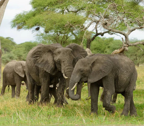 Detailní Záběr Afrického Slona Vědecký Název Loxodonta Africana Nebo Tembo Royalty Free Stock Fotografie