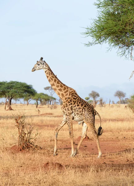 Masai Zsiráf Tudományos Név Giraffa Camelopardalis Tippelskirchi Vagy Twiga Swaheliben — Stock Fotó